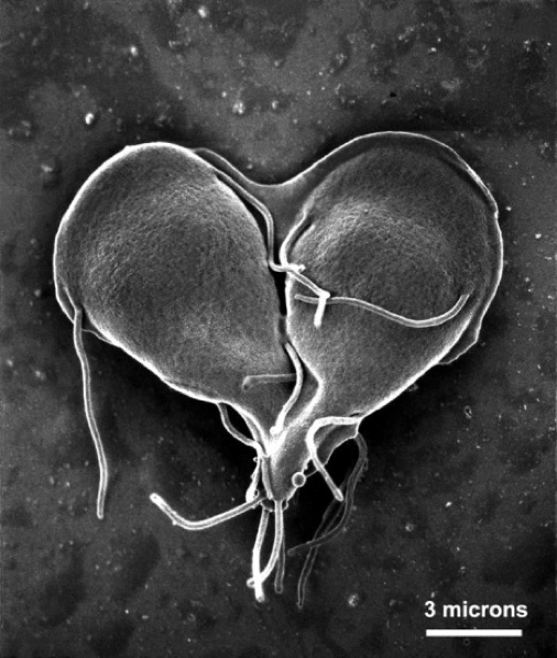 Microscopic image of a Giarida lamblia that is about to divide into two organisms