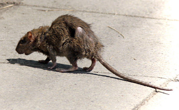 Rat carrying diseases