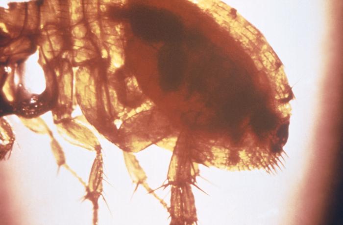 A magnified view of an oriental rat flea, Xenopsylla cheopis where the flea’s stomach, and proventriculus are completely blocked by a mass of Yersinia pestis bacteria.