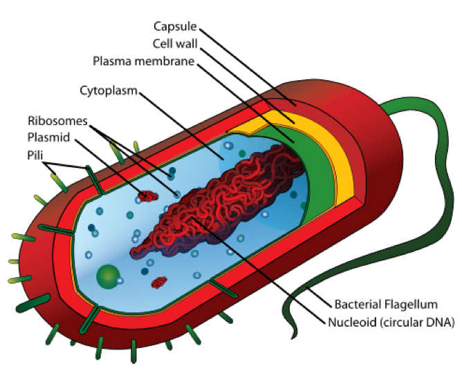 Labeled image of the parts of a bacteria