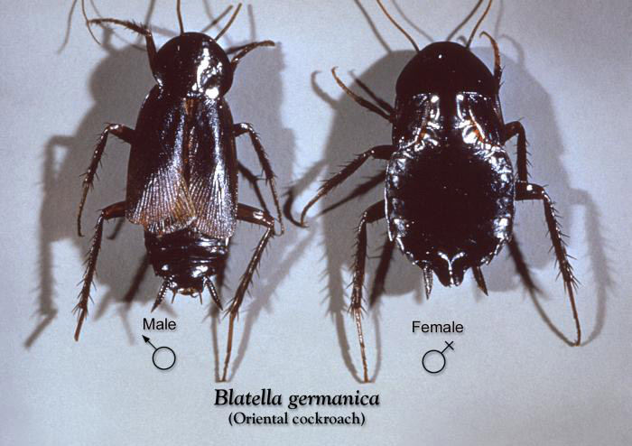 An image of a male and female oriental cockroach.