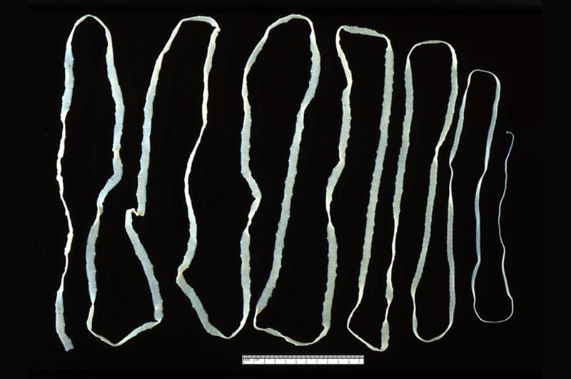 Measuring the length of a large beef tapeworm