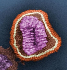 Influenza Viron