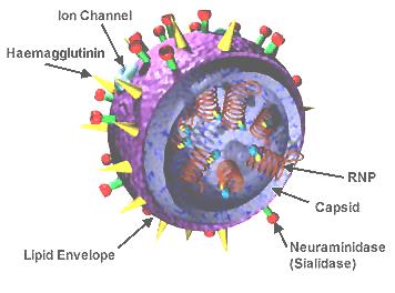 Model of Flu Virus