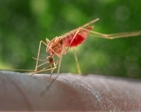 A female Anopheles mosquito taking a blood meal from a human hand.