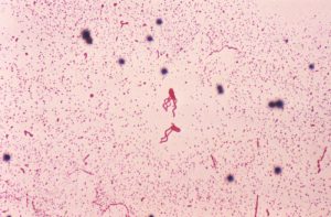 Microscopic view of blood smear with Bacillus coagulans bacteria.