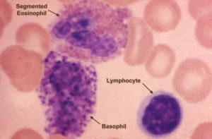 Three white blood cells: eosinophil (upper right), basophil (lower right), and a lymphocyte (lower left) in the microscopic image. 