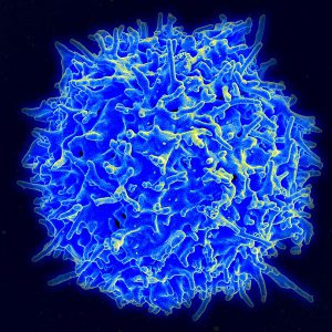 Scanning electron micrograph of a human T cell.