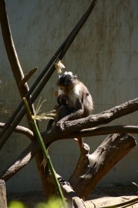 A sooty mangabey monkey sits in a tree.