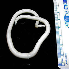 Ascaris female roundworm with a long, smooth, whitish body.