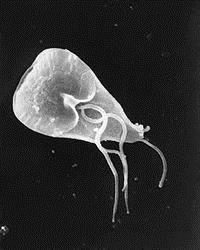 Black-and-white microscopic image of Giardia lamblia.