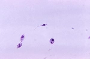 Image of a microscope slide showing Leishmania sp. bacteria with flagella.