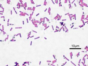 Microscopic image of Bacillus subtilis (rod-shaped pink structures)