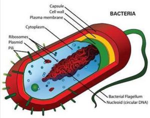 Diagram of a typical bacterium