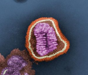 Image of an influenza virion