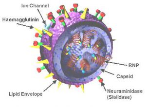 Diagram of the structure of an influenza virus.